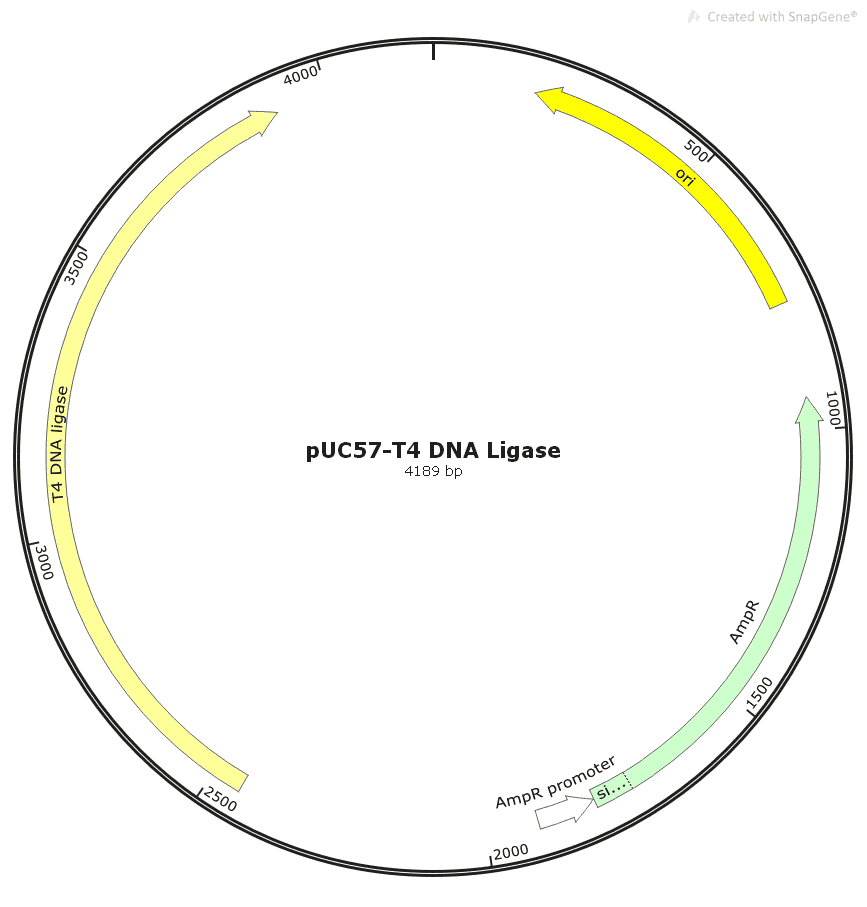 pUC57- T4 DNA Ligase - Click Image to Close